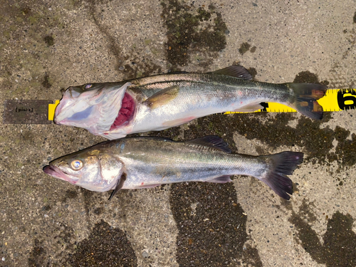 シーバスの釣果