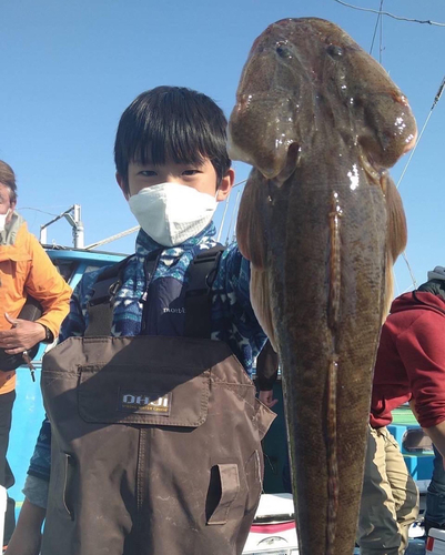 マゴチの釣果