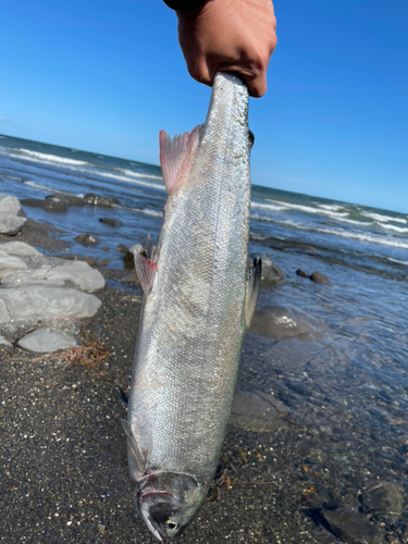 アキアジの釣果