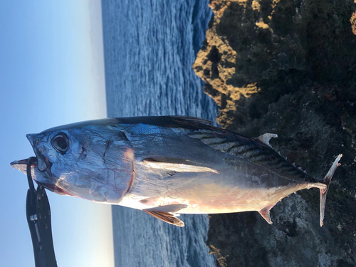 スマガツオの釣果