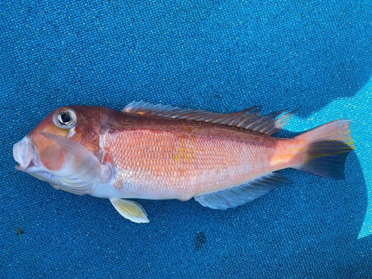 昭隆丸さんの釣果 3枚目の画像