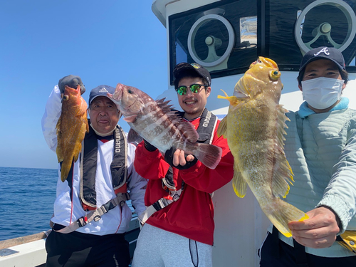 マハタの釣果