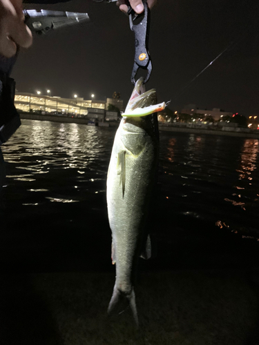 スズキの釣果