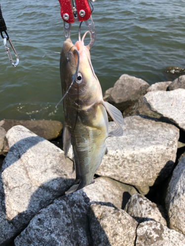 アメリカナマズの釣果