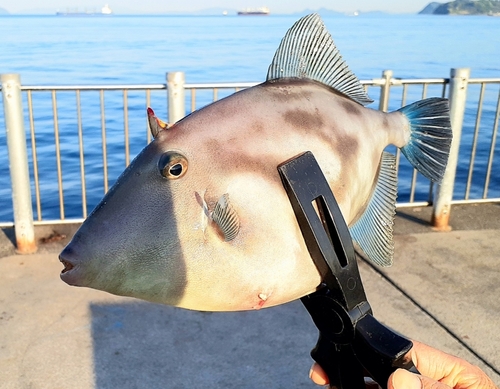 ウマヅラハギの釣果