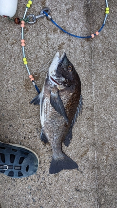 チヌの釣果