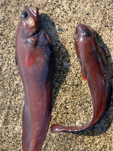 ドンコの釣果