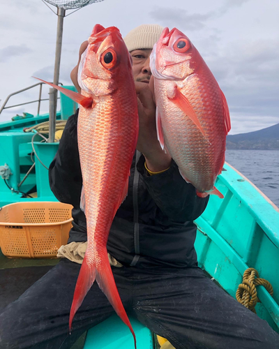 ハマダイの釣果