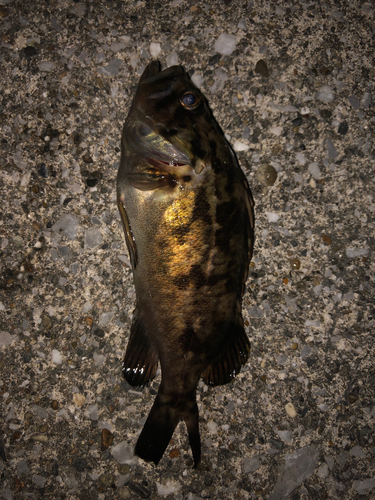 タケノコメバルの釣果