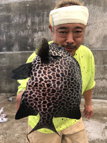 イシガキダイの釣果