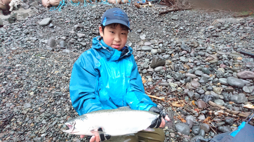 カラフトマスの釣果