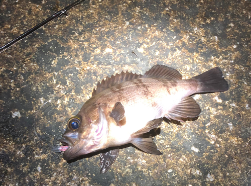 シロメバルの釣果