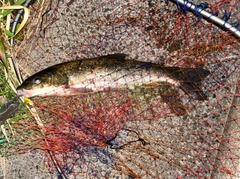 マルタウグイの釣果