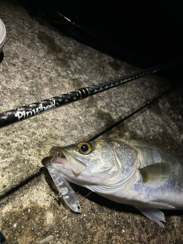 スズキの釣果