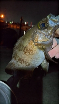 クロメバルの釣果