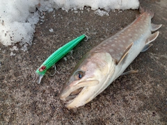 アメマスの釣果