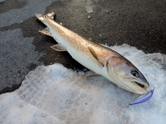 アメマスの釣果