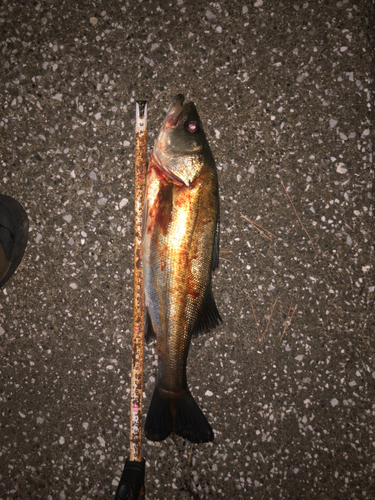 シーバスの釣果