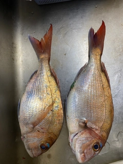 タイの釣果