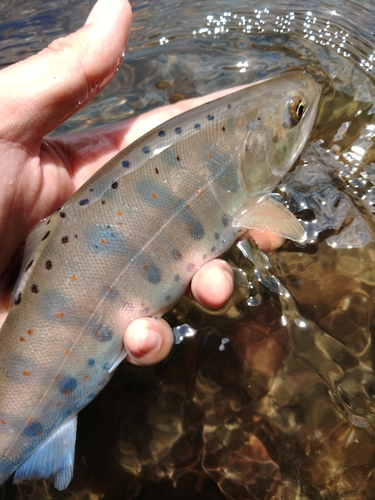 アマゴの釣果