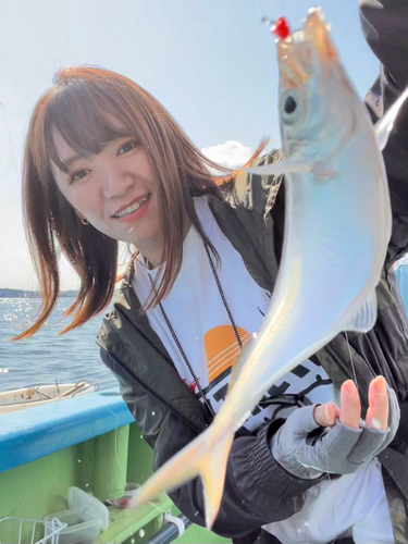 マアジの釣果