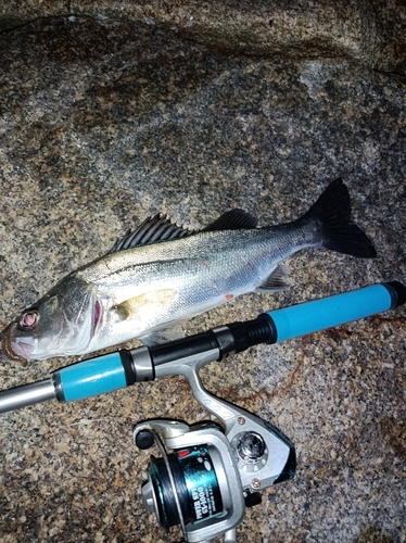 スズキの釣果