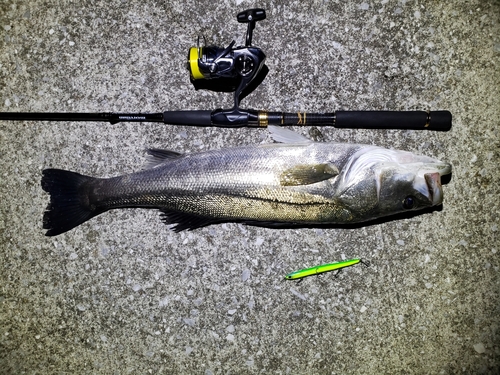 シーバスの釣果