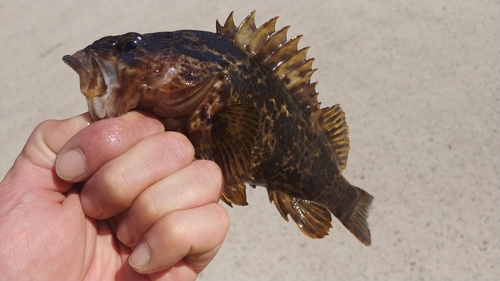 タケノコメバルの釣果