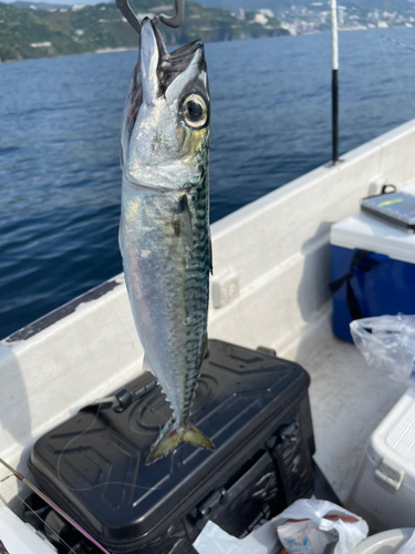 サバの釣果