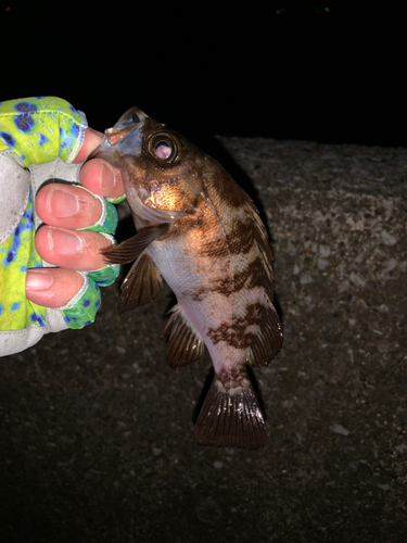 メバルの釣果