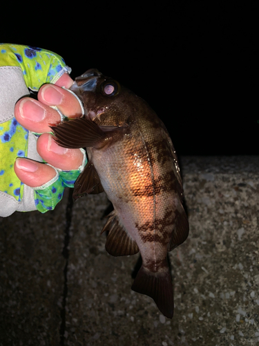 メバルの釣果