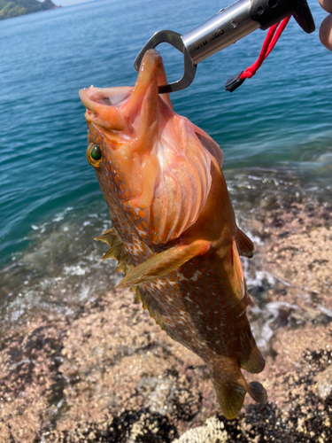 アコウの釣果