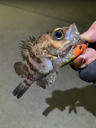 メバルの釣果