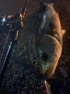 シーバスの釣果