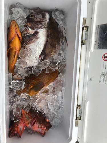 マダイの釣果