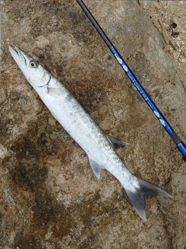 オニカマスの釣果