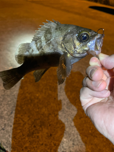 メバルの釣果