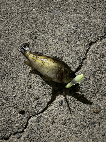 シロメバルの釣果