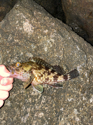 カサゴの釣果