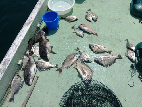 チヌの釣果