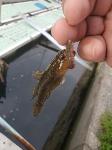 チチブの釣果