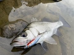 ヒラスズキの釣果