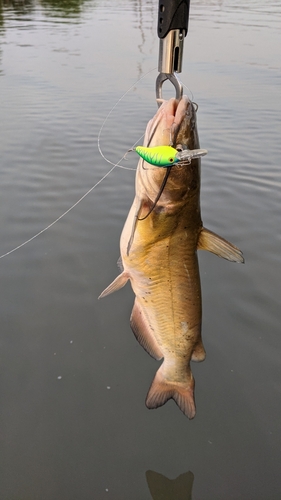 アメリカナマズの釣果