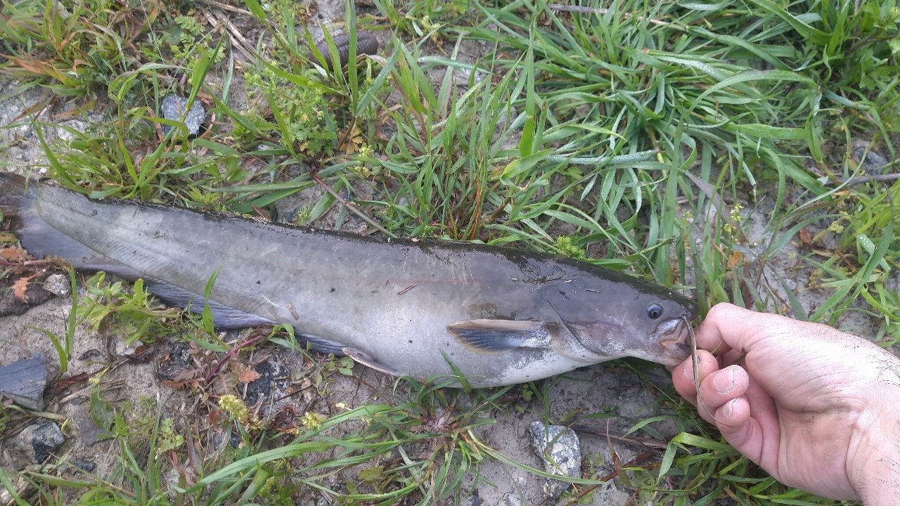ナマズの釣果写真