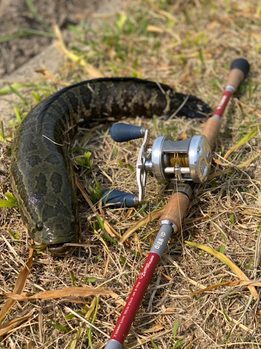 ライギョの釣果