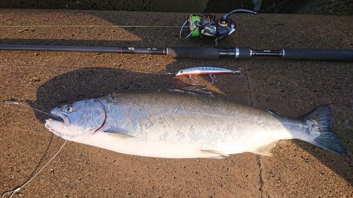 サクラマスの釣果