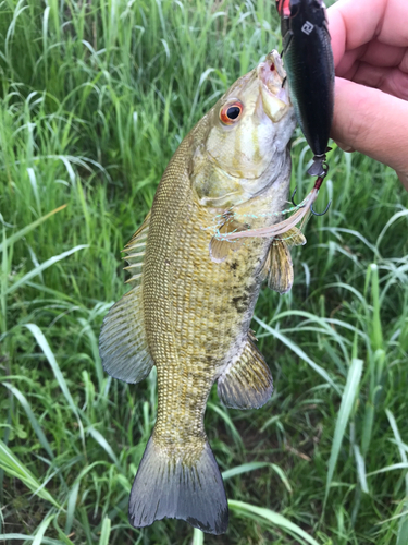 スモールマウスバスの釣果