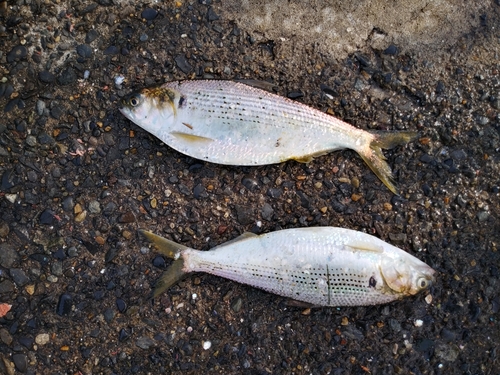 コノシロの釣果