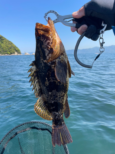 タケノコメバルの釣果