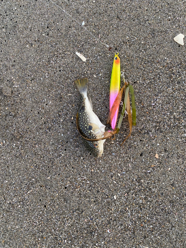 シタビラメの釣果